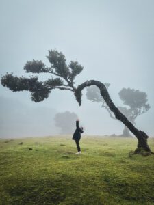 A person standing on a foggy grassy landscape in Fanal Forest with an ancient, twisting Laurel tree and mist-shrouded trees in the background.