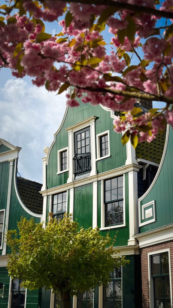 Wooden Dutch house made of green painted wood with pink cherry blossoms in the front.