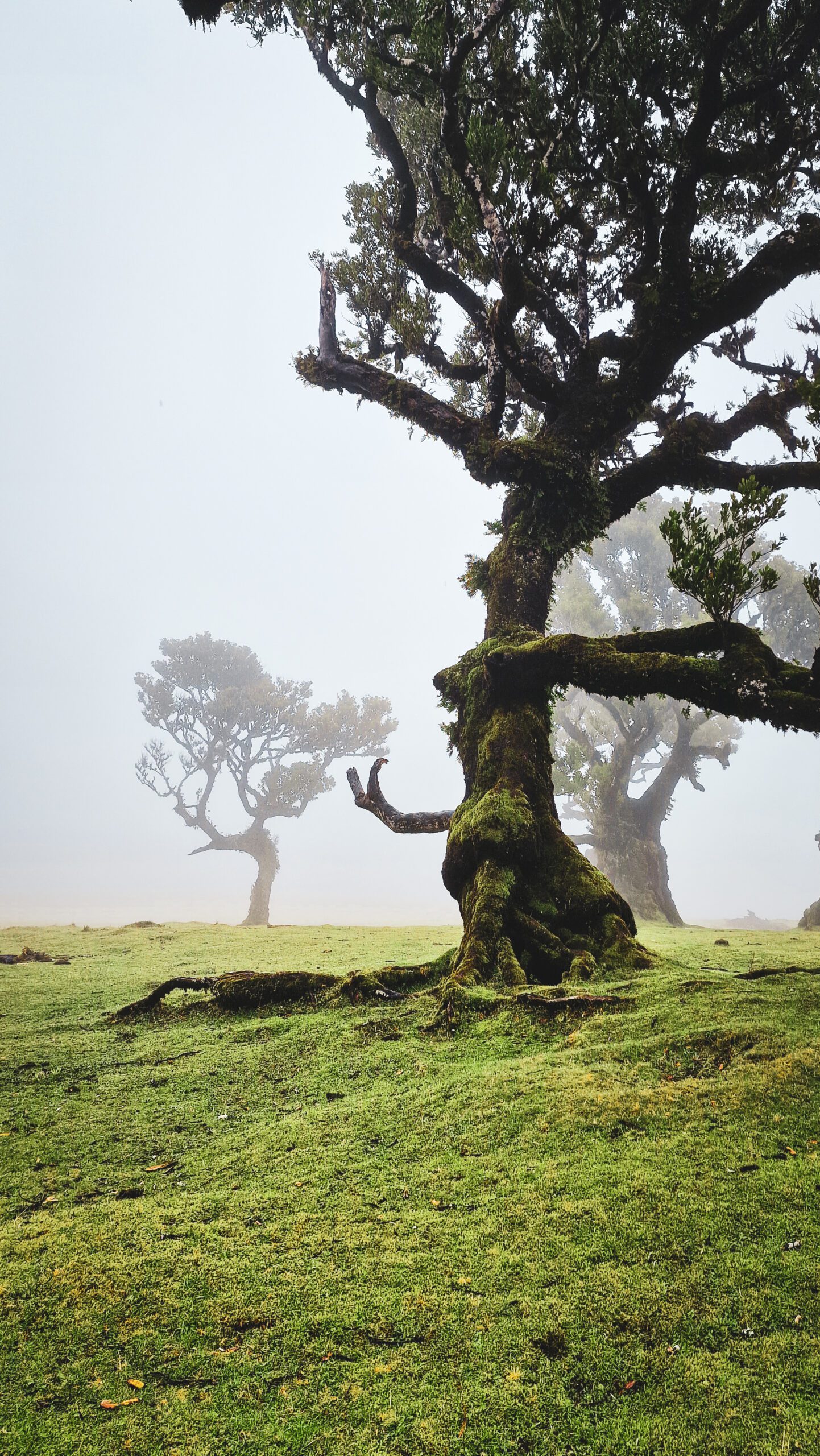 Madeira Island - Ultimate Guide_003