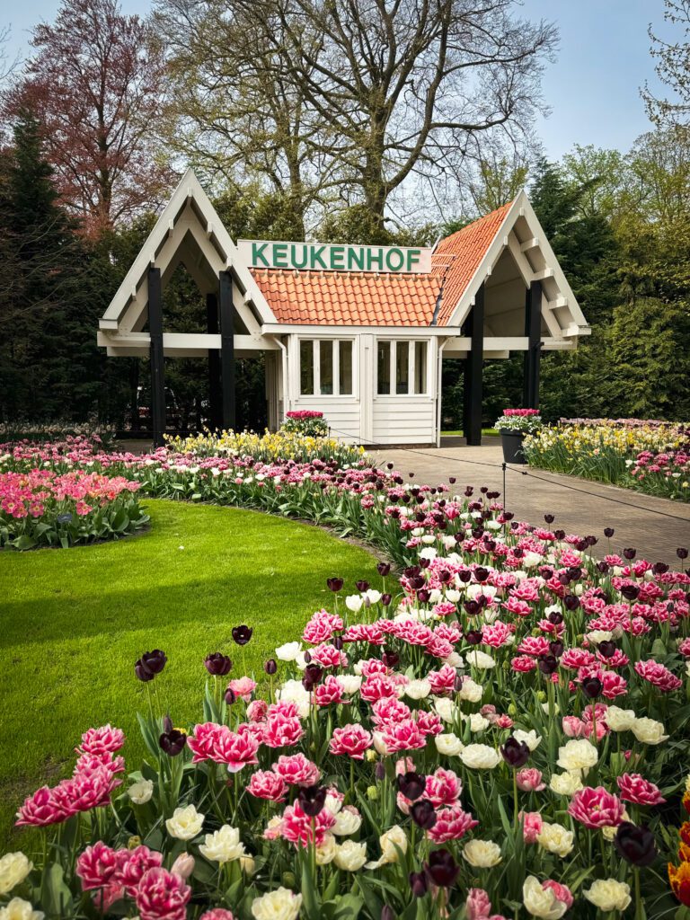 pink, dark purple and white tulips during tulip season in the famous Keukenhof tulip garden. There is a small building in the back with a Keukenhof sign on top.