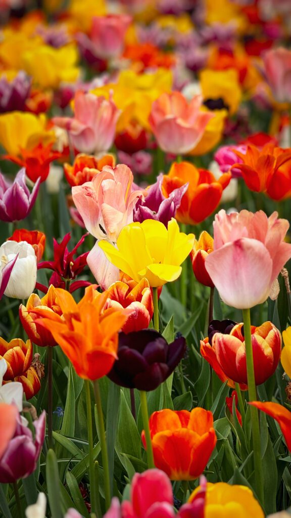 A close up of a dense tulip field of yellow, orange and red tulips in full bloom.