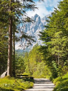 A scenic trail through a lush green forest with tall trees, leading towards rugged mountains in the background under a partly cloudy sky.